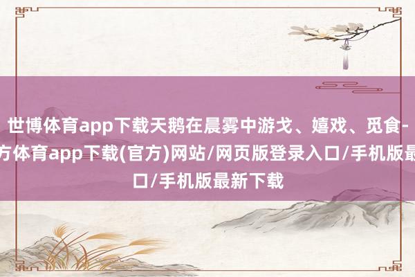 世博体育app下载天鹅在晨雾中游戈、嬉戏、觅食-世博官方体育app下载(官方)网站/网页版登录入口/手机版最新下载