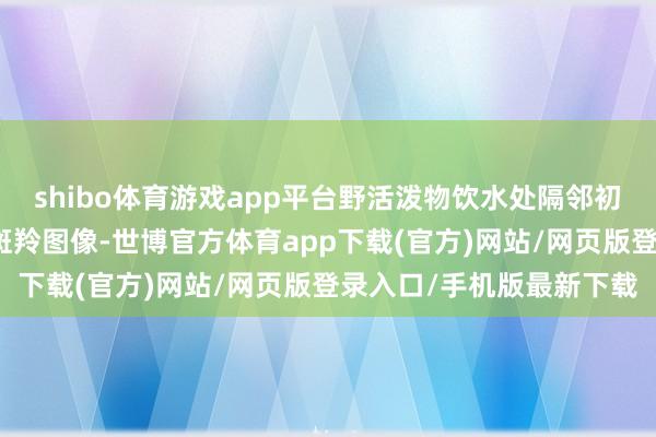 shibo体育游戏app平台野活泼物饮水处隔邻初度监测到了剖释的中华斑羚图像-世博官方体育app下载(官方)网站/网页版登录入口/手机版最新下载