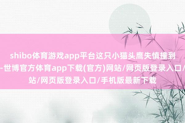shibo体育游戏app平台这只小猫头鹰失慎撞到岗位后跌落在地-世博官方体育app下载(官方)网站/网页版登录入口/手机版最新下载