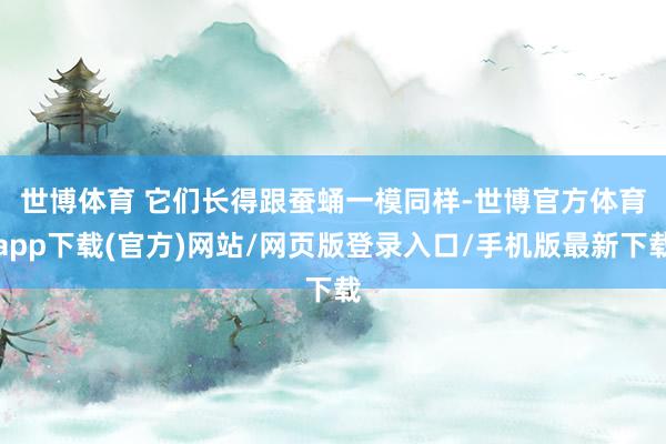 世博体育 　　它们长得跟蚕蛹一模同样-世博官方体育app下载(官方)网站/网页版登录入口/手机版最新下载